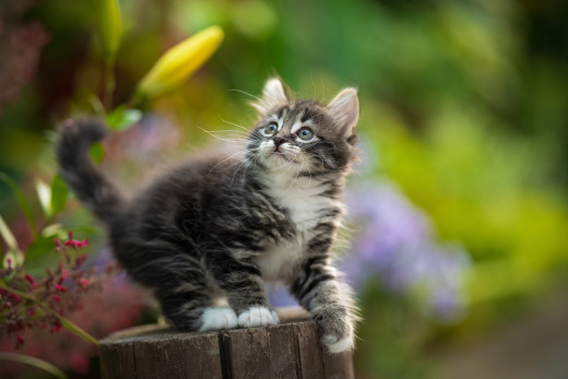 �1759499 �������(a): ����������:3500x2333